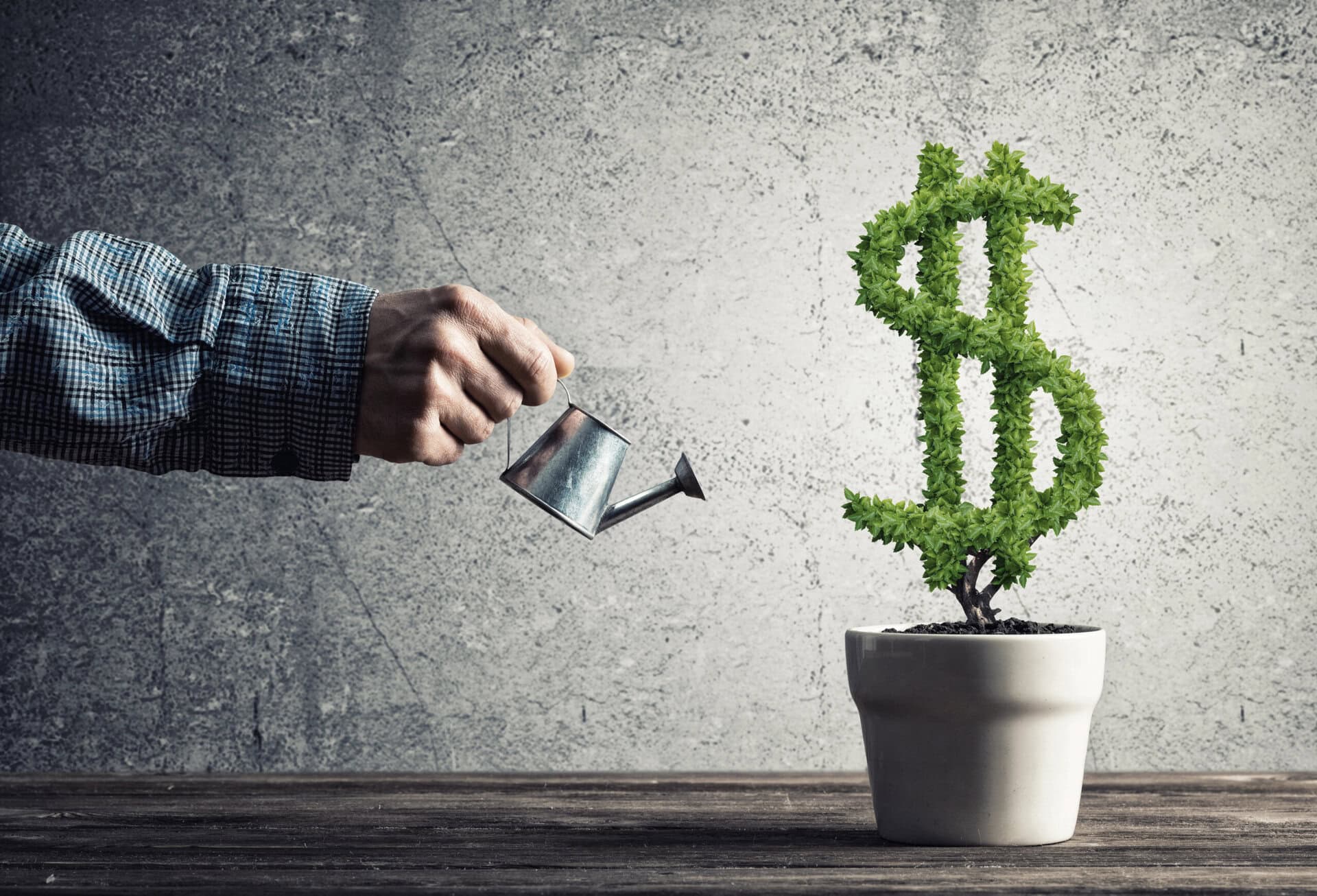 Hand of man watering green dollar tree growing in white pot